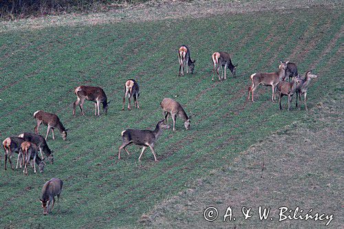 jeleń szlachetny, europejski, Cervus elaphus elaphus jeleń karpacki,Bieszczady