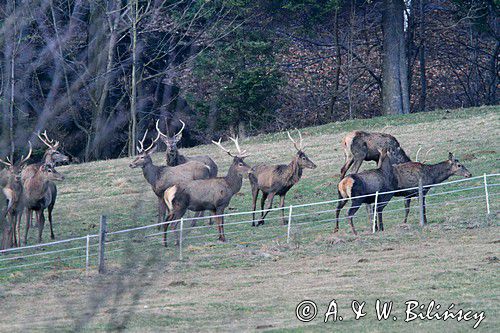 jeleń szlachetny, europejski, Cervus elaphus elaphus jeleń karpacki,Bieszczady