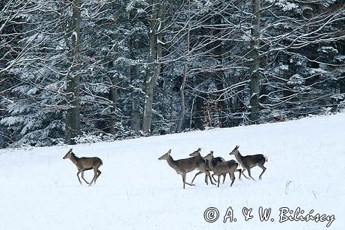 łanie, jeleń szlachetny, europejski, Cervus elaphus elaphus jeleń karpacki