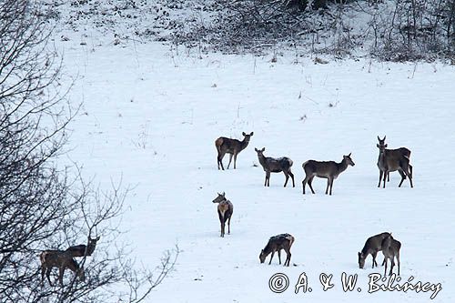 łanie, jeleń szlachetny, europejski, Cervus elaphus elaphus jeleń karpacki