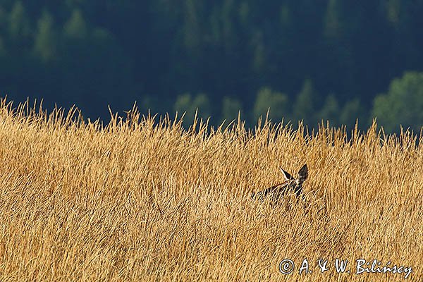  jeleń szlachetny, europejski, Cervus elaphus elaphus
jeleń karpacki, rykowisko, Bieszczady, łania na Połoninie Wetlińskiej