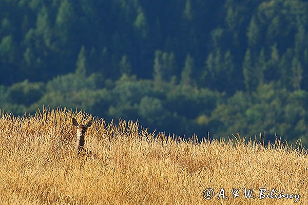  jeleń szlachetny, europejski, Cervus elaphus elaphus
jeleń karpacki, rykowisko, Bieszczady, na Połoninie Wetlińskiej