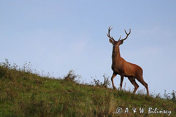 jeleń szlachetny, europejski, Cervus elaphus elaphus jeleń karpacki, rykowisko, Bieszczady, byk