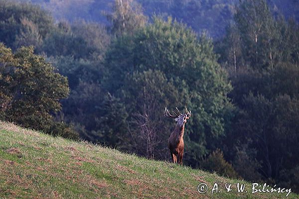 jeleń szlachetny, europejski, Cervus elaphus elaphus jeleń karpacki, rykowisko, byk, Góry Sanocko Turczańskie