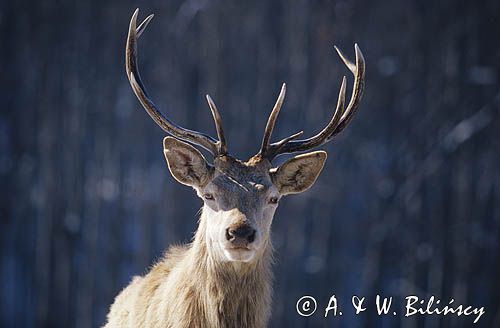 jeleń cervus elaphus portret samiec byk