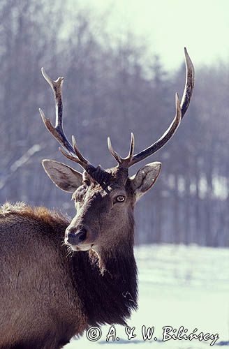 jeleń portret samiec cervus elaphus