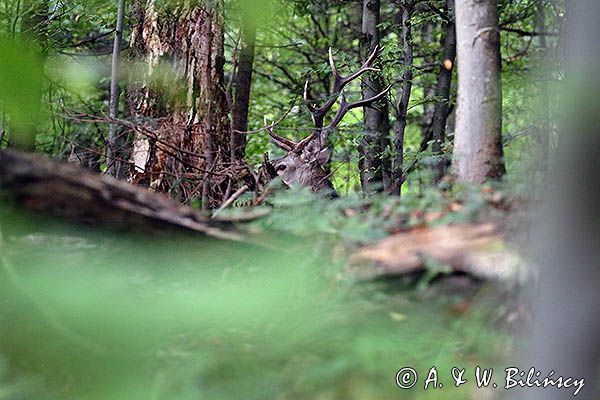 jeleń szlachetny, europejski, Cervus elaphus elaphus jeleń karpacki