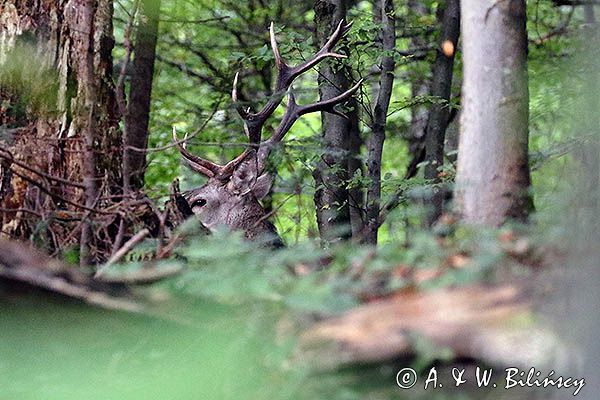 jeleń szlachetny, europejski, Cervus elaphus elaphus jeleń karpacki