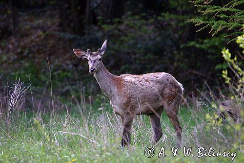 jeleń szlachetny, europejski, Cervus elaphus elaphus jeleń karpacki