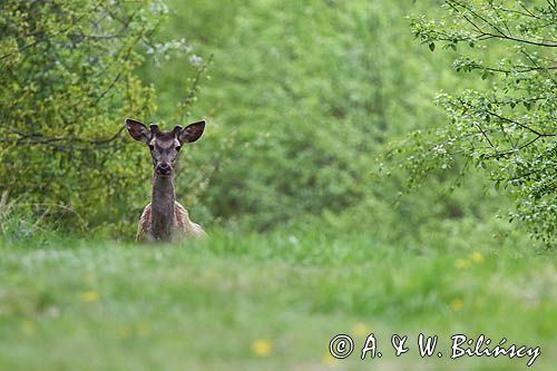 jeleń szlachetny, europejski, Cervus elaphus elaphus jeleń karpacki