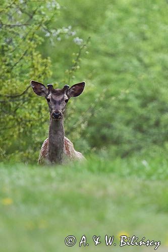 jeleń szlachetny, europejski, Cervus elaphus elaphus jeleń karpacki