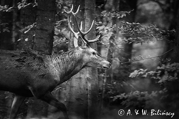 jeleń szlachetny, europejski, Cervus elaphus elaphus jeleń karpacki, rykowisko, Bieszczady, byk