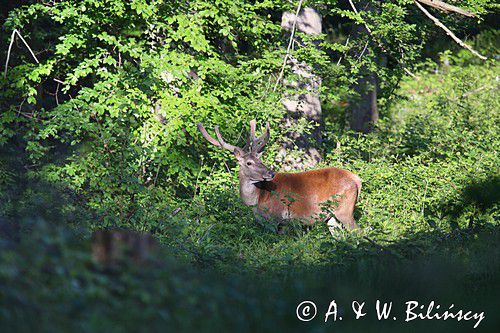 jeleń szlachetny, europejski, Cervus elaphus elaphus jeleń karpacki, bieszczadzki