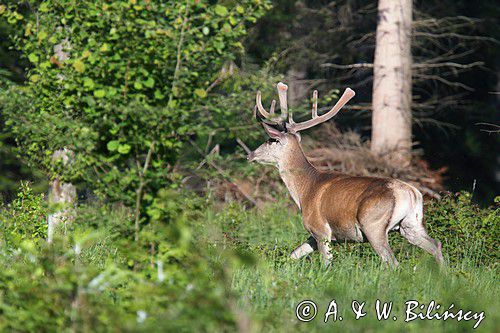 jeleń szlachetny, europejski, Cervus elaphus elaphus jeleń karpacki, bieszczadzki