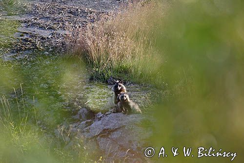 jenot, samica z młodymi, Nyctereutes procyonoides, wyspa Bjorko, szkiery Turku, Finlandia raccoon dog, Nyctereutes procyonoides, Bjorko Island, Turku Archipelago, Finland