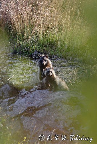 jenot, samica z młodymi, Nyctereutes procyonoides, wyspa Bjorko, szkiery Turku, Finlandia raccoon dog, Nyctereutes procyonoides, Bjorko Island, Turku Archipelago, Finland