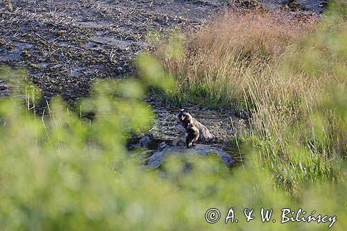 jenot, samica z młodymi, Nyctereutes procyonoides, wyspa Bjorko, szkiery Turku, Finlandia raccoon dog, Nyctereutes procyonoides, Bjorko Island, Turku Archipelago, Finland