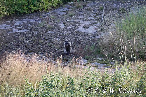 jenot, samica z młodymi, Nyctereutes procyonoides, wyspa Bjorko, szkiery Turku, Finlandia raccoon dog, Nyctereutes procyonoides, Bjorko Island, Turku Archipelago, Finland