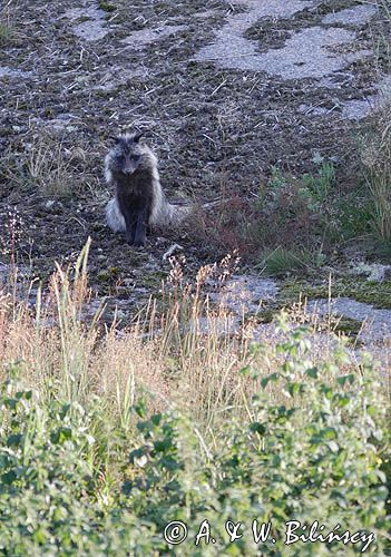 jenot, samica z młodymi, Nyctereutes procyonoides, wyspa Bjorko, szkiery Turku, Finlandia raccoon dog, Nyctereutes procyonoides, Bjorko Island, Turku Archipelago, Finland