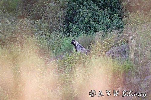 jenot, samica z młodymi, Nyctereutes procyonoides, wyspa Bjorko, szkiery Turku, Finlandia raccoon dog, Nyctereutes procyonoides, Bjorko Island, Turku Archipelago, Finland