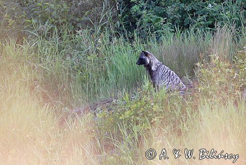 jenot, samica z młodymi, Nyctereutes procyonoides, wyspa Bjorko, szkiery Turku, Finlandia raccoon dog, Nyctereutes procyonoides, Bjorko Island, Turku Archipelago, Finland