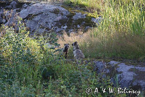 jenot, samica z młodymi, Nyctereutes procyonoides, wyspa Bjorko, szkiery Turku, Finlandia raccoon dog, Nyctereutes procyonoides, Bjorko Island, Turku Archipelago, Finland