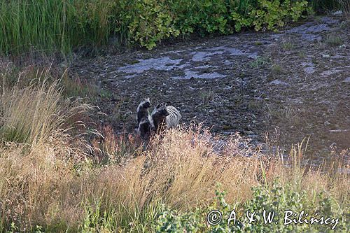 jenot, samica z młodymi, Nyctereutes procyonoides, wyspa Bjorko, szkiery Turku, Finlandia raccoon dog, Nyctereutes procyonoides, Bjorko Island, Turku Archipelago, Finland