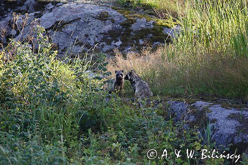 jenot, samica z młodymi, Nyctereutes procyonoides, wyspa Bjorko, szkiery Turku, Finlandia raccoon dog, Nyctereutes procyonoides, Bjorko Island, Turku Archipelago, Finland