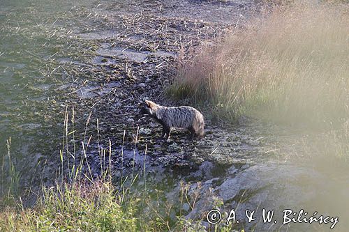 jenot, samica z młodymi, Nyctereutes procyonoides, wyspa Bjorko, szkiery Turku, Finlandia raccoon dog, Nyctereutes procyonoides, Bjorko Island, Turku Archipelago, Finland