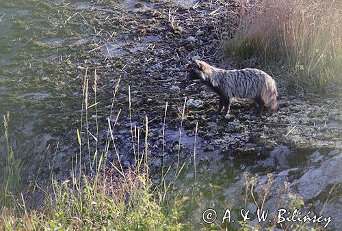 jenot, samica z młodymi, Nyctereutes procyonoides, wyspa Bjorko, szkiery Turku, Finlandia raccoon dog, Nyctereutes procyonoides, Bjorko Island, Turku Archipelago, Finland