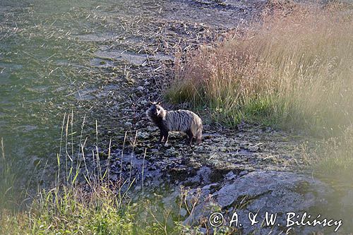 jenot, samica z młodymi, Nyctereutes procyonoides, wyspa Bjorko, szkiery Turku, Finlandia raccoon dog, Nyctereutes procyonoides, Bjorko Island, Turku Archipelago, Finland