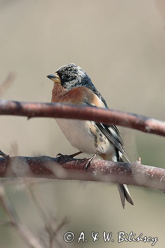 Jer, zięba jer / Fringilla montifringilla/ samiec