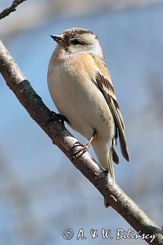 Jer, zięba jer / Fringilla montifringilla/ samica