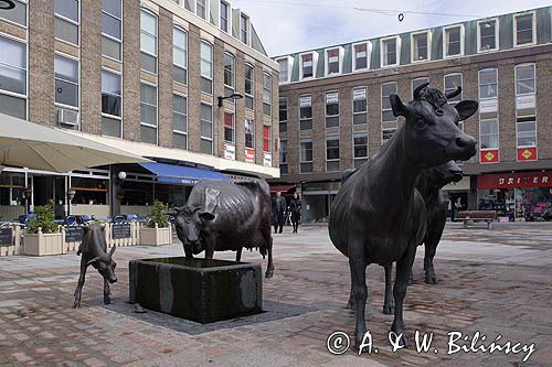 rzeźba - Jersey Cattle - krowy z Jersey w St. Helier, wyspa Jersey, Channel Islands, Wyspy Normandzkie