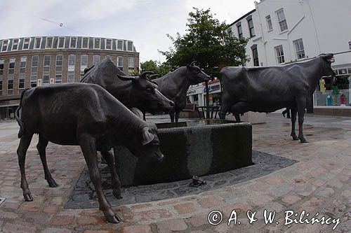 rzeźba - Jersey Cattle - krowy z Jersey w St. Helier, wyspa Jersey, Channel Islands, Wyspy Normandzkie