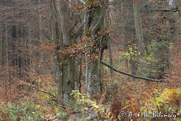 Buk, jesienny las, Besida, Góry Sanocko-Turczańskie