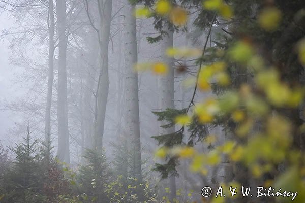 Buk, jesienny las we mgle, Besida, Góry Sanocko-Turczańskie