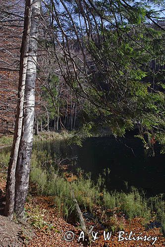 Jeziorko Duszatyńskie rezerwat Zwiezło Ciśniańsko-Wetliński Park Krajobrazowy Bieszczady