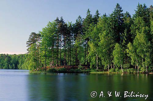 Jezioro Kameń, jezioro lobeliowe, rezerwat przyrody, Kaszuby