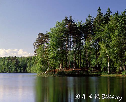 Jezioro Kameń, jezioro lobeliowe, rezerwat przyrody, Kaszuby