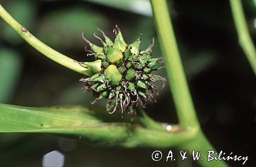 Jeżogłówka gałęzista Sparganium erectum)