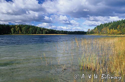 Jezioro Ostrowite w Borach Tucholskich, jezioro lobeliowe