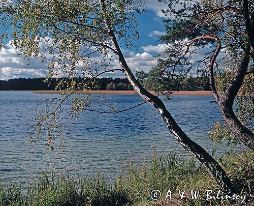 Jezioro Ostrowite w Borach Tucholskich, brzozy chylące się w stronę tafli jeziora, Park Narodowy Bory Tucholskie