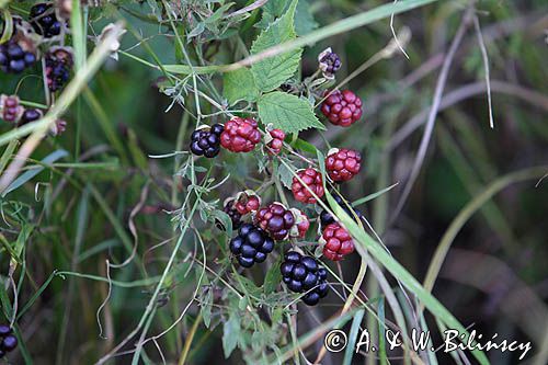 owoce jeżyn, Rubus