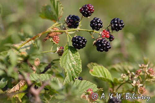 owoce jeżyn, Rubus