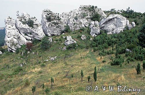 Jura Krakowsko-Częstochowska Park Krajobrazowy Orlich Gniazd okolice wsi Olsztyn