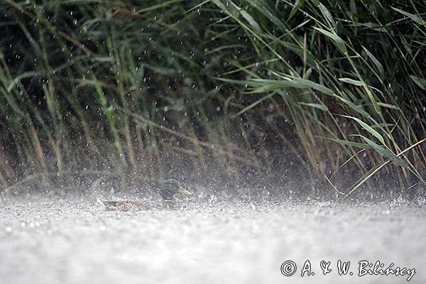 Kaczka krzyżówka w deszczu, Anas platyrhynchos