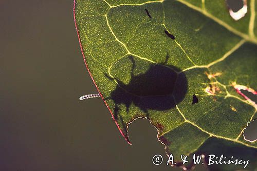 kałdunica zielona Gastroidea viridula kopulacja