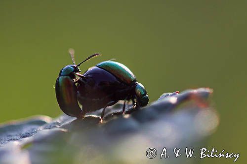 kałdunica zielona Gastroidea viridula kopulacja