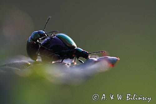 kałdunica zielona Gastroidea viridula kopulacja